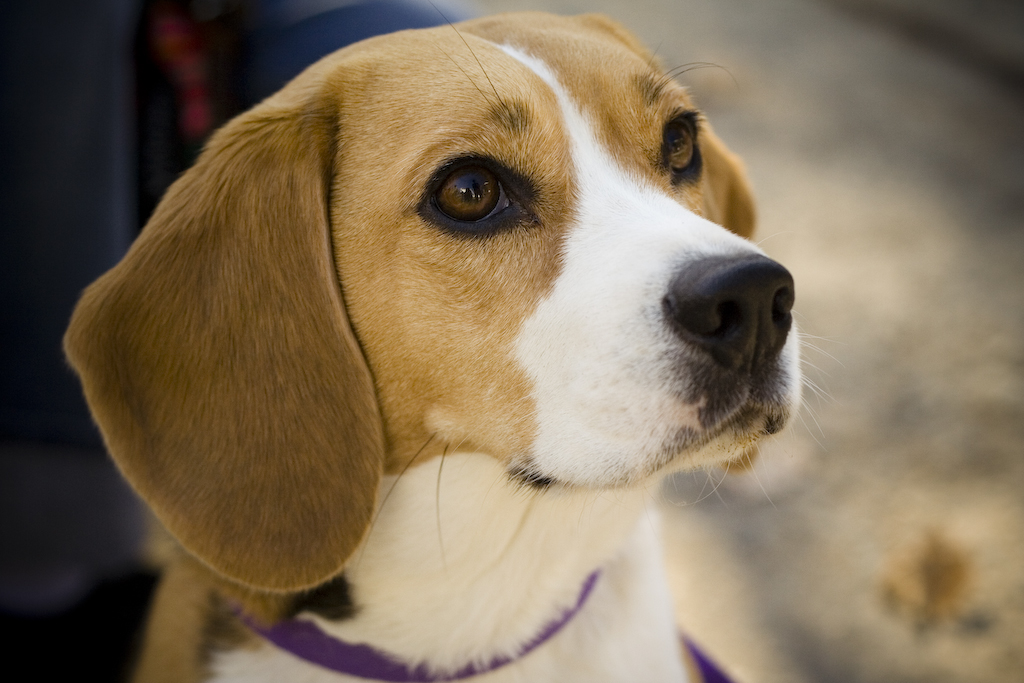 Beaglen – det envisa barnet